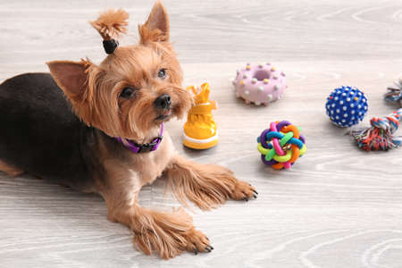 Cute funny dog and pet care accessories at homeの写真素材