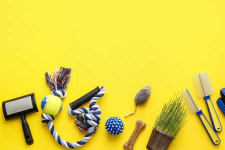 Different pet care accessories on color background