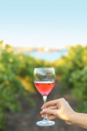 Female hand with glass of tasty wine in vineyardの写真素材