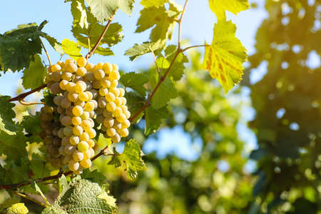 Clusters of ripe grapes in vineyard
