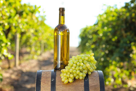 Barrel, bottle of wine and ripe grapes in vineyardの写真素材