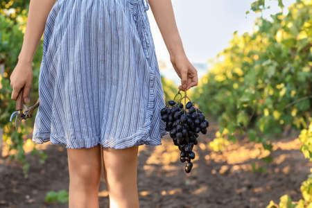 Female winegrower with ripe grapes in vineyardの写真素材