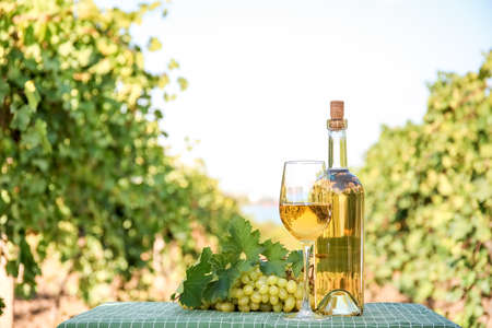 Tasty wine and ripe grapes on table in vineyardの写真素材