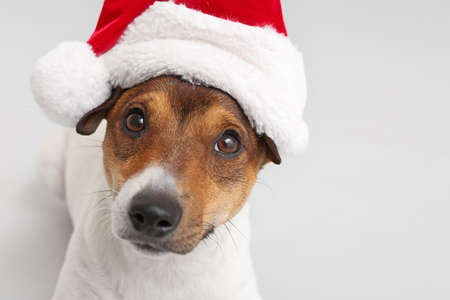 Cute funny dog in Santa hat on light backgroundの写真素材