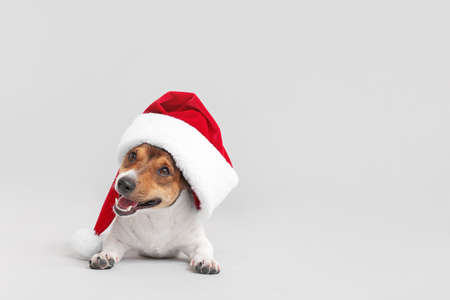 Cute funny dog in Santa hat on light backgroundの写真素材