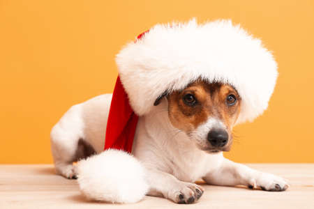 Cute funny dog in Santa hat on color backgroundの写真素材