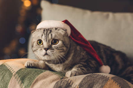 Cute funny cat in Santa hat at home on Christmas eveの写真素材