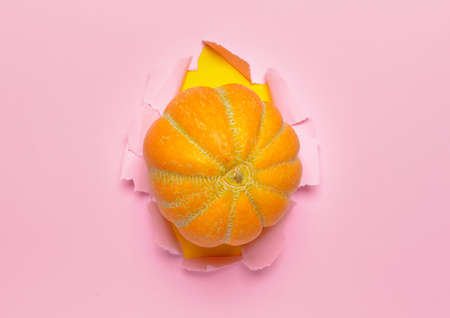 Sweet ripe melon on torn color paper