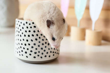 Cute funny hamster in cup on tableの写真素材