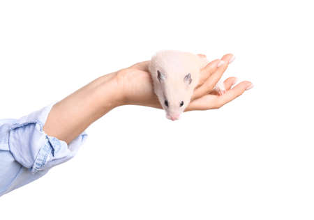 Hands with cute funny hamster on white backgroundの写真素材