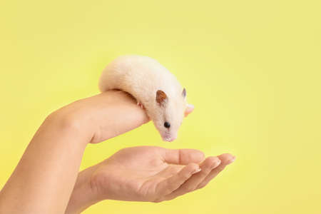 Hands with cute funny hamster on color backgroundの写真素材