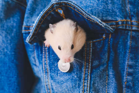 Owner with cute funny hamster in pocket, closeupの写真素材