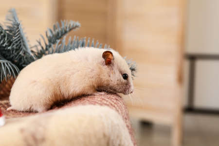 Cute funny hamster at home on Christmas eveの写真素材