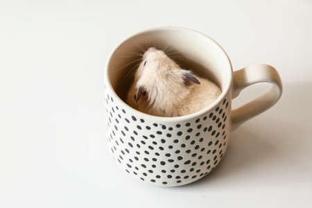 Cute funny hamster in cup on tableの写真素材