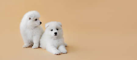 Cute funny puppies on color background with space for textの写真素材
