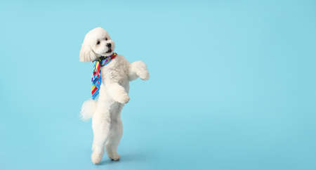 Cute funny dog on color background with space for textの写真素材