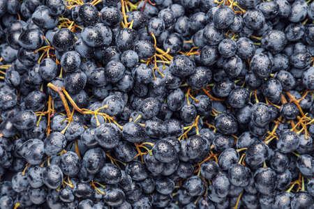 Sweet ripe grapes as background