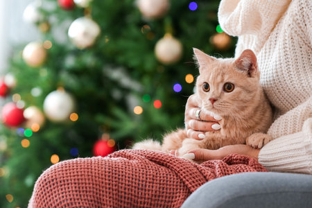 Cute funny cat with owner at home on Christmas eveの写真素材