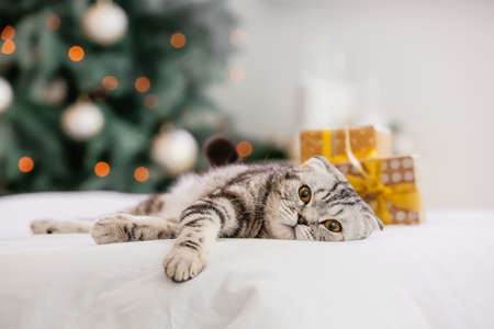 Cute funny cat at home on Christmas eveの写真素材