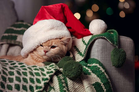 Cute funny cat in Santa hat at home on Christmas eveの写真素材