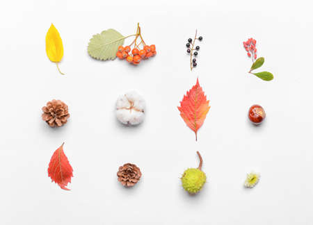 Beautiful autumn composition on white background