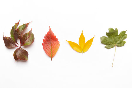 Beautiful autumn composition on white backgroundの写真素材