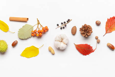 Beautiful autumn composition on white backgroundの写真素材
