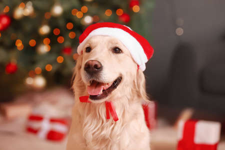 Cute funny dog in Santa hat at home on Christmas eveの写真素材