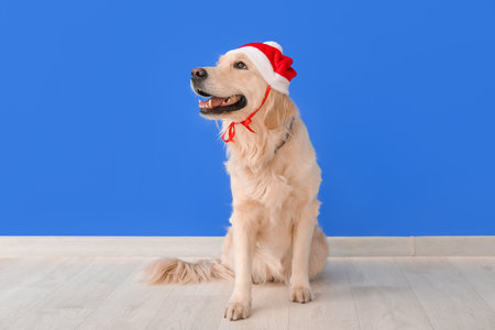 Cute funny dog in Santa hat near color wallの写真素材