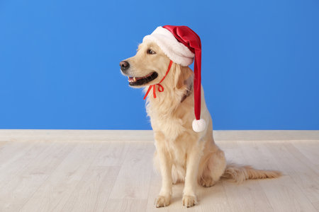 Cute funny dog in Santa hat near color wallの写真素材