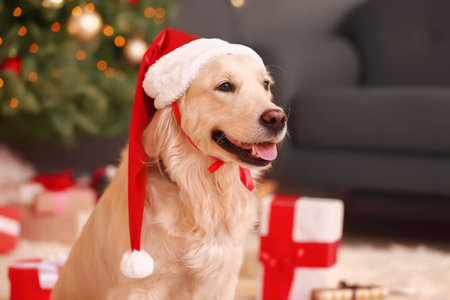 Cute funny dog in Santa hat at home on Christmas eveの写真素材