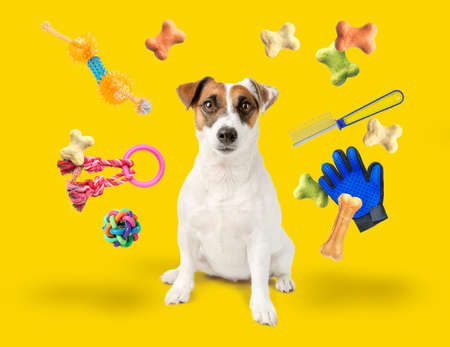Cute funny dog with flying pet accessories and dry food on color background