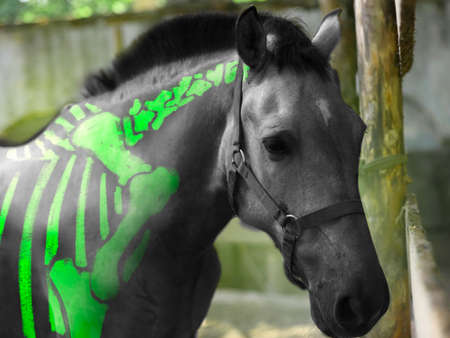 Cute horse painted as skeleton outdoorsの写真素材