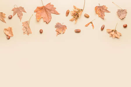 Beautiful autumn composition on light backgroundの写真素材