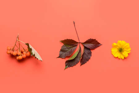 Beautiful autumn composition on color backgroundの写真素材