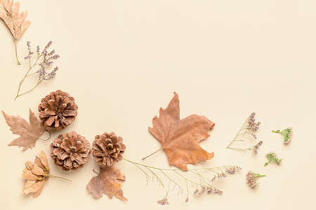 Beautiful autumn composition on light backgroundの写真素材