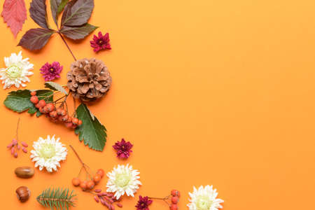 Beautiful autumn composition on color background