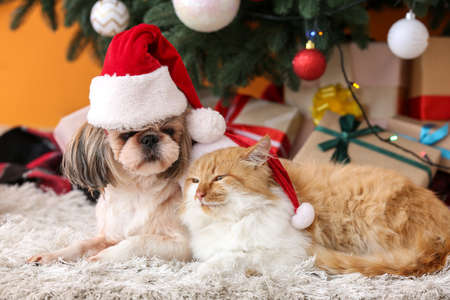 Cute cat and dog in Santa hats at home on Christmas eveの写真素材