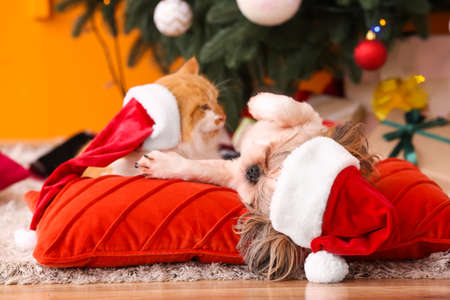 Cute cat and dog in Santa hats at home on Christmas eveの写真素材