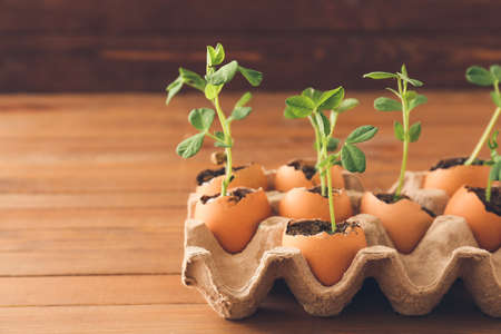 Cardboard box with seedlings on wooden tableの写真素材
