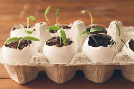 Cardboard box with seedlings on wooden table, closeupの写真素材