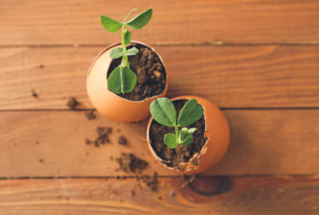 Egg shell with seedlings on wooden tableの写真素材