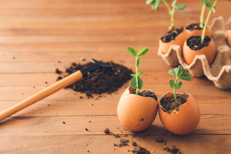 Egg shell with seedlings on wooden tableの写真素材