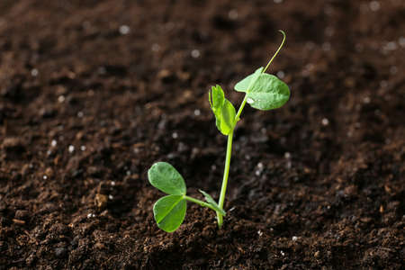 Plant growing in garden outdoors
