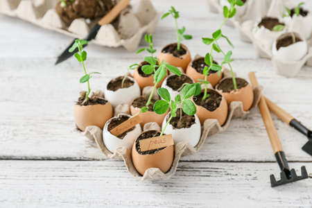 Cardboard box with seedlings and gardening tools on wooden tableの写真素材