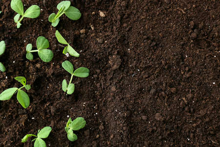 Plants growing in garden outdoors