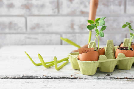 Cardboard box with seedlings and gardening tool on wooden tableの写真素材