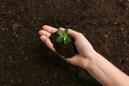 Young woman planting seedlings in garden