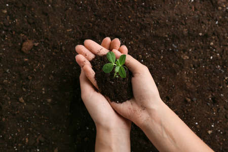 Young woman planting seedlings in gardenの写真素材