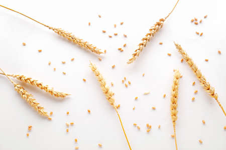 Wheat spikelets and grains on white backgroundの写真素材